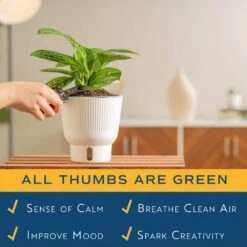 Trending Tropical Green Galaxy Monstera Philodendron Indoor Plant In 6 In. Self-Watering Pot 13 Trending Tropical Green Galaxy Monstera Philodendron Indoor Plant In 6 In. Self-Watering Pot -Home plant costa farms monstera plants m ggm p wht 01 44 1000