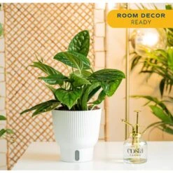 Trending Tropical Green Galaxy Monstera Philodendron Indoor Plant In 6 In. Self-Watering Pot 11 Trending Tropical Green Galaxy Monstera Philodendron Indoor Plant In 6 In. Self-Watering Pot -Home plant costa farms monstera plants m ggm p wht 01 4f 1000