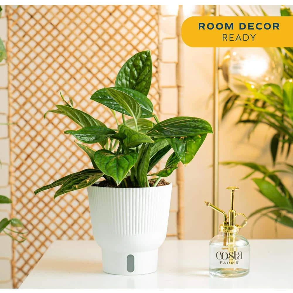 Trending Tropical Green Galaxy Monstera Philodendron Indoor Plant In 6 In. Self-Watering Pot 4 Trending Tropical Green Galaxy Monstera Philodendron Indoor Plant In 6 In. Self-Watering Pot - Image 3