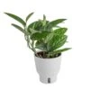 Trending Tropical Green Galaxy Monstera Philodendron Indoor Plant In 6 In. Self-Watering Pot 2 Trending Tropical Green Galaxy Monstera Philodendron Indoor Plant In 6 In. Self-Watering Pot -Home plant costa farms monstera plants m ggm p wht 01 64 1000