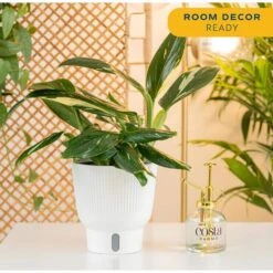 Trending Tropical Monstera Cobra Indoor Plant In 6 In. Self-Watering Pot 14 Trending Tropical Monstera Cobra Indoor Plant In 6 In. Self-Watering Pot -Home plant costa farms monstera plants m moc s mwg 01 1f 1000