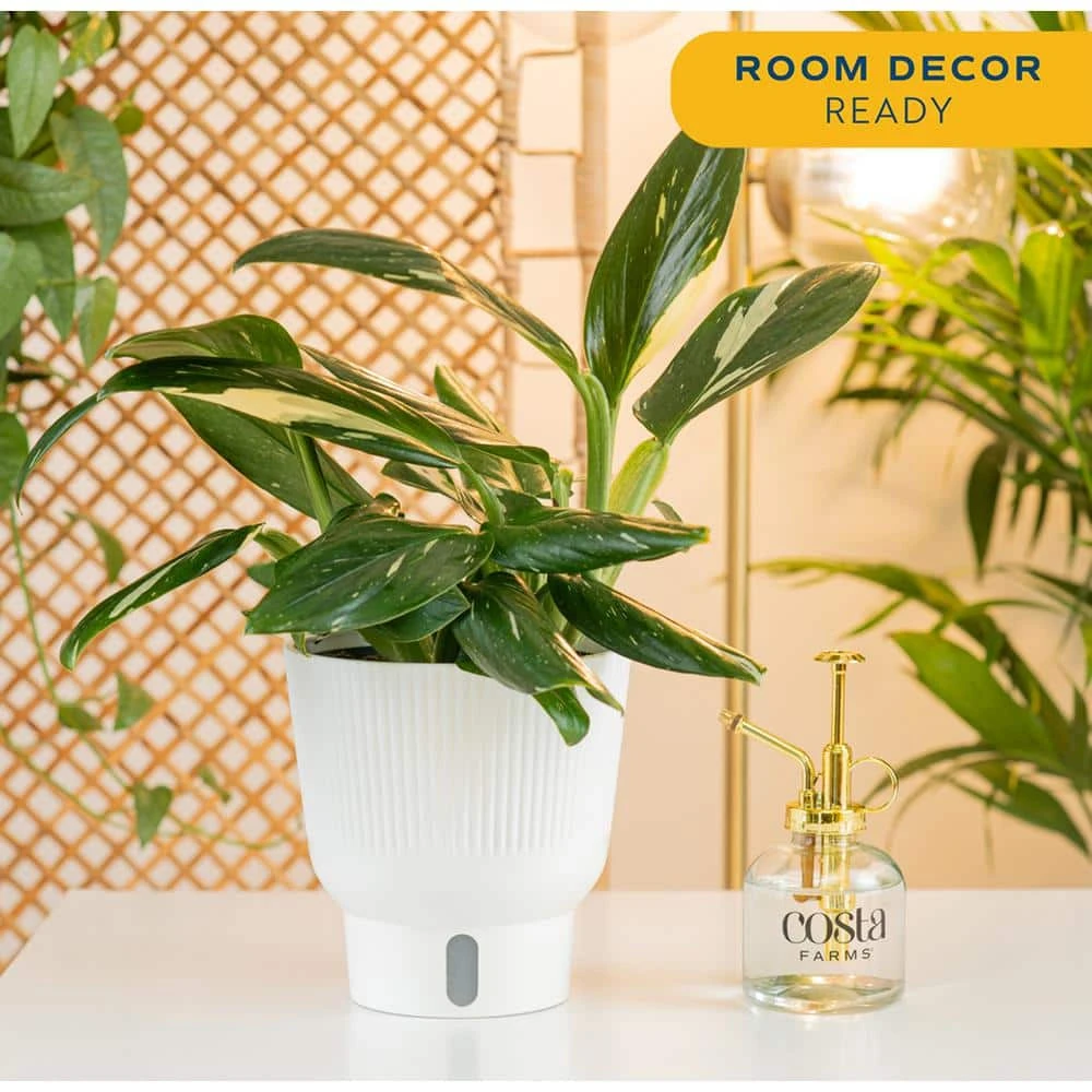 Trending Tropical Monstera Cobra Indoor Plant In 6 In. Self-Watering Pot 7 Trending Tropical Monstera Cobra Indoor Plant In 6 In. Self-Watering Pot - Image 5