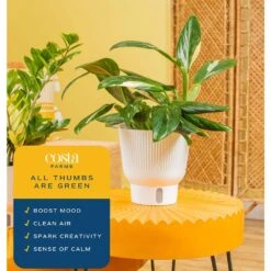 Trending Tropical Monstera Cobra Indoor Plant In 6 In. Self-Watering Pot 15 Trending Tropical Monstera Cobra Indoor Plant In 6 In. Self-Watering Pot -Home plant costa farms monstera plants m moc s mwg 01 44 1000