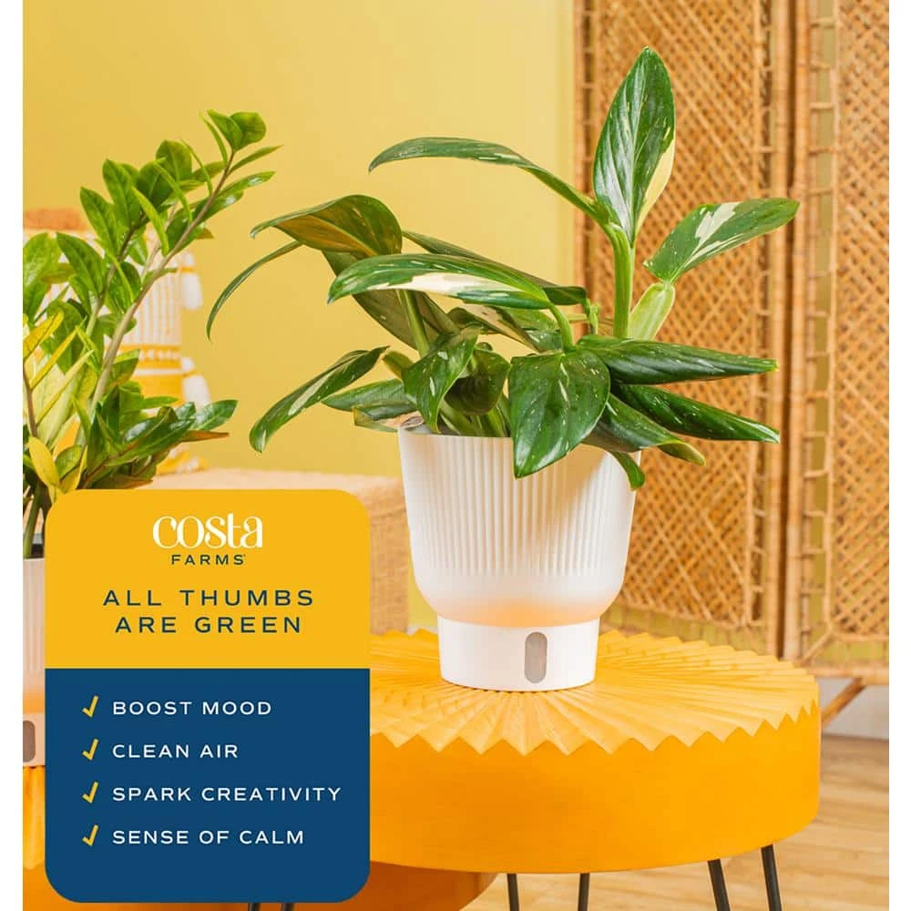 Trending Tropical Monstera Cobra Indoor Plant In 6 In. Self-Watering Pot 8 Trending Tropical Monstera Cobra Indoor Plant In 6 In. Self-Watering Pot - Image 6