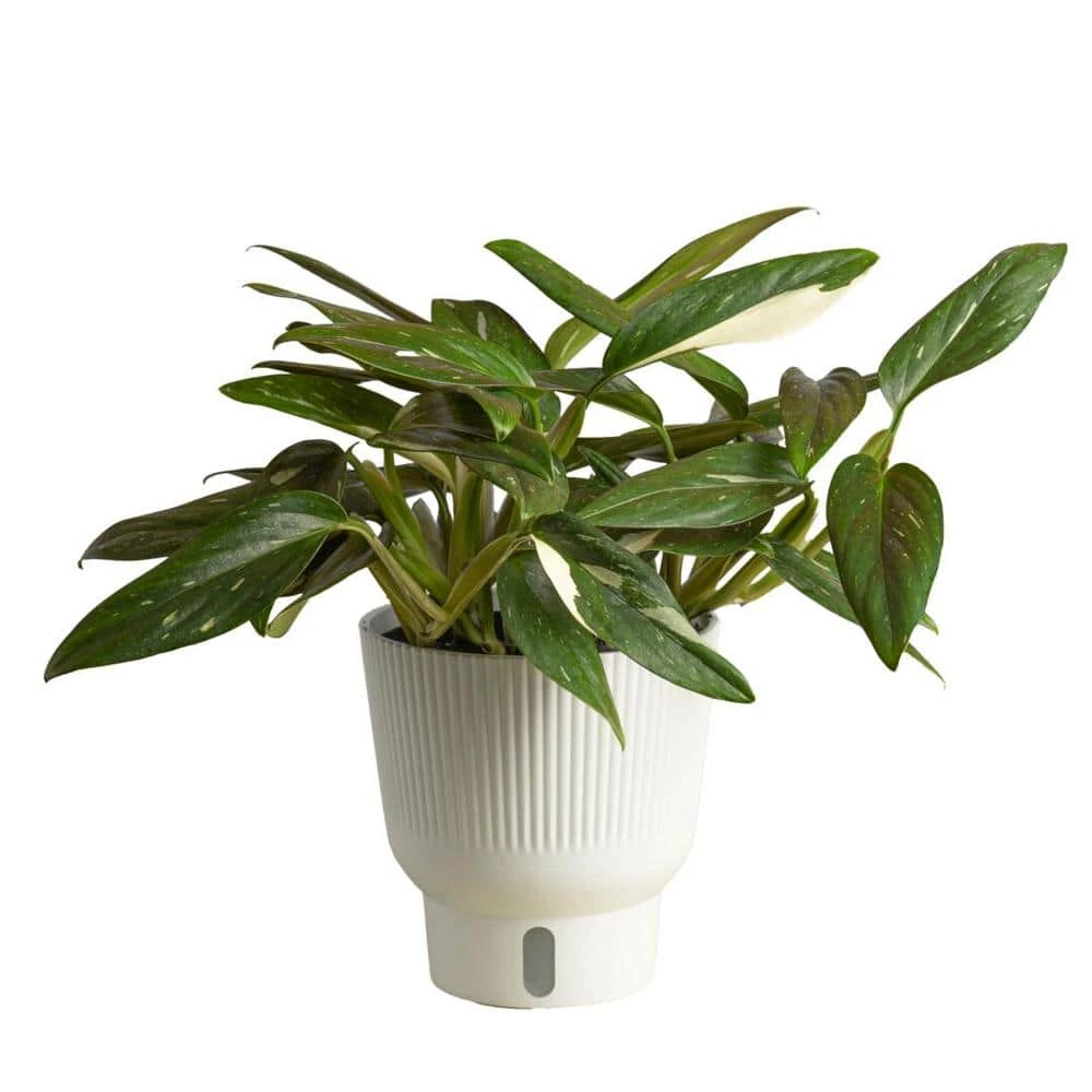 Trending Tropical Monstera Cobra Indoor Plant In 6 In. Self-Watering Pot 3 Trending Tropical Monstera Cobra Indoor Plant In 6 In. Self-Watering Pot