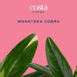 Trending Tropical Monstera Cobra Indoor Plant In 6 In. Self-Watering Pot 12 Trending Tropical Monstera Cobra Indoor Plant In 6 In. Self-Watering Pot -Home plant costa farms monstera plants m moc s mwg 01 c3 1000