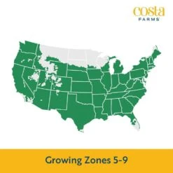 Orange Ready To Bloom Fall Chrysanthemum Outdoor Plant In 3 Qt. Bushel Barrell, Avg.Shipping Height 1-2 Ft. (2-Pack) -Home plant costa farms perennials chr3qtorg2pkwb 1f 1000