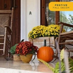 Orange Ready To Bloom Fall Chrysanthemum Outdoor Plant In 3 Qt. Bushel Barrell, Avg.Shipping Height 1-2 Ft. (2-Pack) -Home plant costa farms perennials chr3qtorg2pkwb 4f 1000