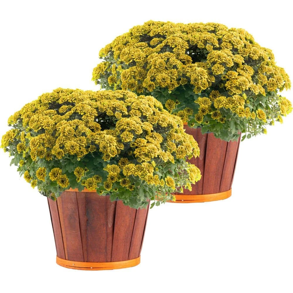 Yellow Ready To Bloom Fall Chrysanthemum Outdoor Plant In 3 Qt. Bushel Basket Pot, Avg. Shipping Height 1-2 Ft. (2-Pack) 3 Yellow Ready To Bloom Fall Chrysanthemum Outdoor Plant In 3 Qt. Bushel Basket Pot, Avg. Shipping Height 1-2 Ft. (2-Pack)