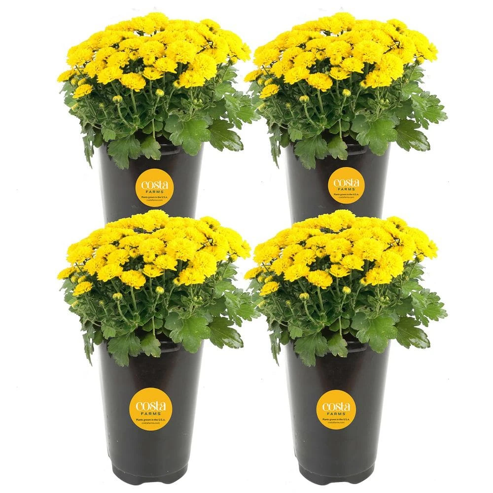Yellow Ready To Bloom Fall Chrysanthemum Outdoor Plant In 1 Qt. Grower Pot, Avg. Shipping Height 8 In. Tall (4-Pack) 3 Yellow Ready To Bloom Fall Chrysanthemum Outdoor Plant In 1 Qt. Grower Pot, Avg. Shipping Height 8 In. Tall (4-Pack)
