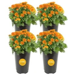 Orange Ready To Bloom Fall Chrysanthemum Outdoor Plant In 1 Qt. Grower Pot, Avg. Shipping Height 8 In. Tall (4-Pack)