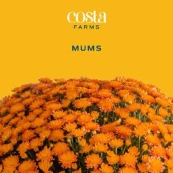 Orange Ready To Bloom Fall Chrysanthemum Outdoor Plant In 1 Qt. Grower Pot, Avg. Shipping Height 8 In. Tall (4-Pack) -Home plant costa farms perennials co1qmum org 4pk c3 1000