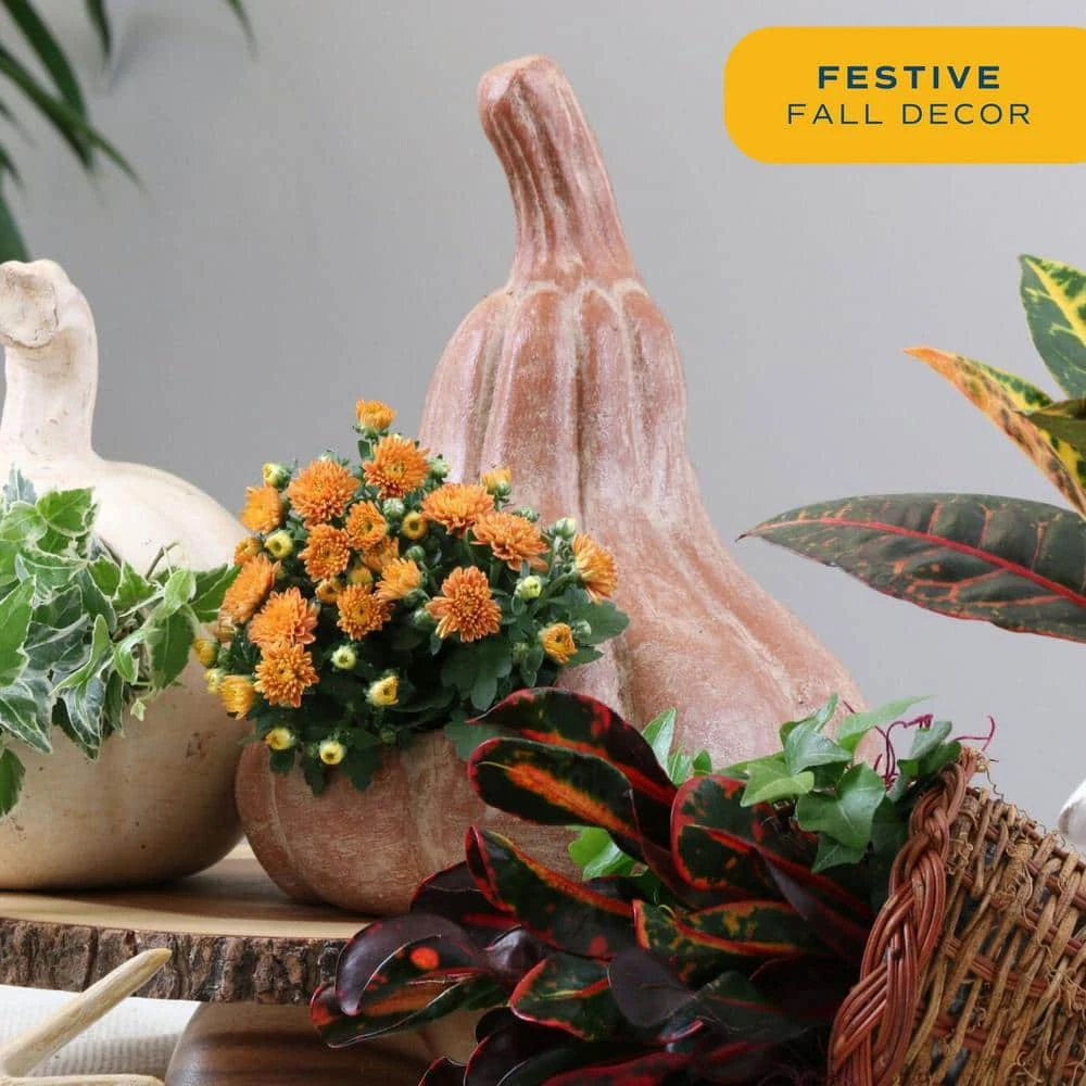 Orange Ready To Bloom Fall Chrysanthemum Outdoor Plant In 1 Qt. Grower Pot, Avg. Shipping Height 8 In. Tall (8-Pack) 8 Orange Ready To Bloom Fall Chrysanthemum Outdoor Plant In 1 Qt. Grower Pot, Avg. Shipping Height 8 In. Tall (8-Pack) - Image 6