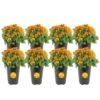 Orange Ready To Bloom Fall Chrysanthemum Outdoor Plant In 1 Qt. Grower Pot, Avg. Shipping Height 8 In. Tall (8-Pack) -Home plant costa farms perennials co1qmum org 8pk 64 1000