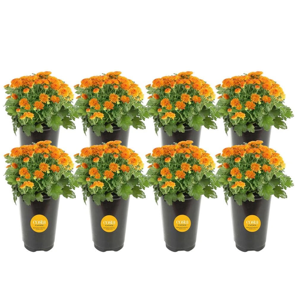 Orange Ready To Bloom Fall Chrysanthemum Outdoor Plant In 1 Qt. Grower Pot, Avg. Shipping Height 8 In. Tall (8-Pack) 3 Orange Ready To Bloom Fall Chrysanthemum Outdoor Plant In 1 Qt. Grower Pot, Avg. Shipping Height 8 In. Tall (8-Pack)