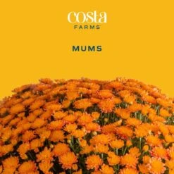 Orange Ready To Bloom Fall Chrysanthemum Outdoor Plant In 1 Qt. Grower Pot, Avg. Shipping Height 8 In. Tall (8-Pack) 12 Orange Ready To Bloom Fall Chrysanthemum Outdoor Plant In 1 Qt. Grower Pot, Avg. Shipping Height 8 In. Tall (8-Pack) -Home plant costa farms perennials co1qmum org 8pk c3 1000