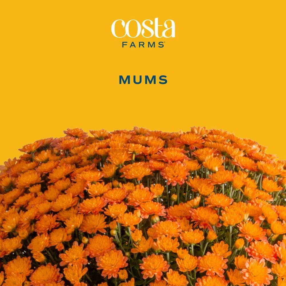 Orange Ready To Bloom Fall Chrysanthemum Outdoor Plant In 1 Qt. Grower Pot, Avg. Shipping Height 8 In. Tall (8-Pack) 5 Orange Ready To Bloom Fall Chrysanthemum Outdoor Plant In 1 Qt. Grower Pot, Avg. Shipping Height 8 In. Tall (8-Pack) - Image 3