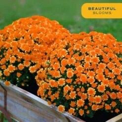 Orange Ready To Bloom Fall Chrysanthemum Outdoor Plant In 3 Qt. Grower Pot, Avg. Shipping Height 1-2 Ft. Tall (2-Pack) 12 Orange Ready To Bloom Fall Chrysanthemum Outdoor Plant In 3 Qt. Grower Pot, Avg. Shipping Height 1-2 Ft. Tall (2-Pack) -Home plant costa farms perennials m fm5 g pot 02 44 1000