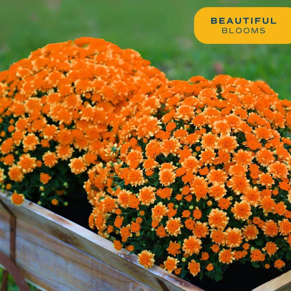 Orange Ready To Bloom Fall Chrysanthemum Outdoor Plant In 3 Qt. Grower Pot, Avg. Shipping Height 1-2 Ft. Tall (2-Pack) 6 Orange Ready To Bloom Fall Chrysanthemum Outdoor Plant In 3 Qt. Grower Pot, Avg. Shipping Height 1-2 Ft. Tall (2-Pack) - Image 4