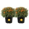 Orange Ready To Bloom Fall Chrysanthemum Outdoor Plant In 3 Qt. Grower Pot, Avg. Shipping Height 1-2 Ft. Tall (2-Pack) 1 Orange Ready To Bloom Fall Chrysanthemum Outdoor Plant In 3 Qt. Grower Pot, Avg. Shipping Height 1-2 Ft. Tall (2-Pack) -Home plant costa farms perennials m fm5 g pot 02 64 1000