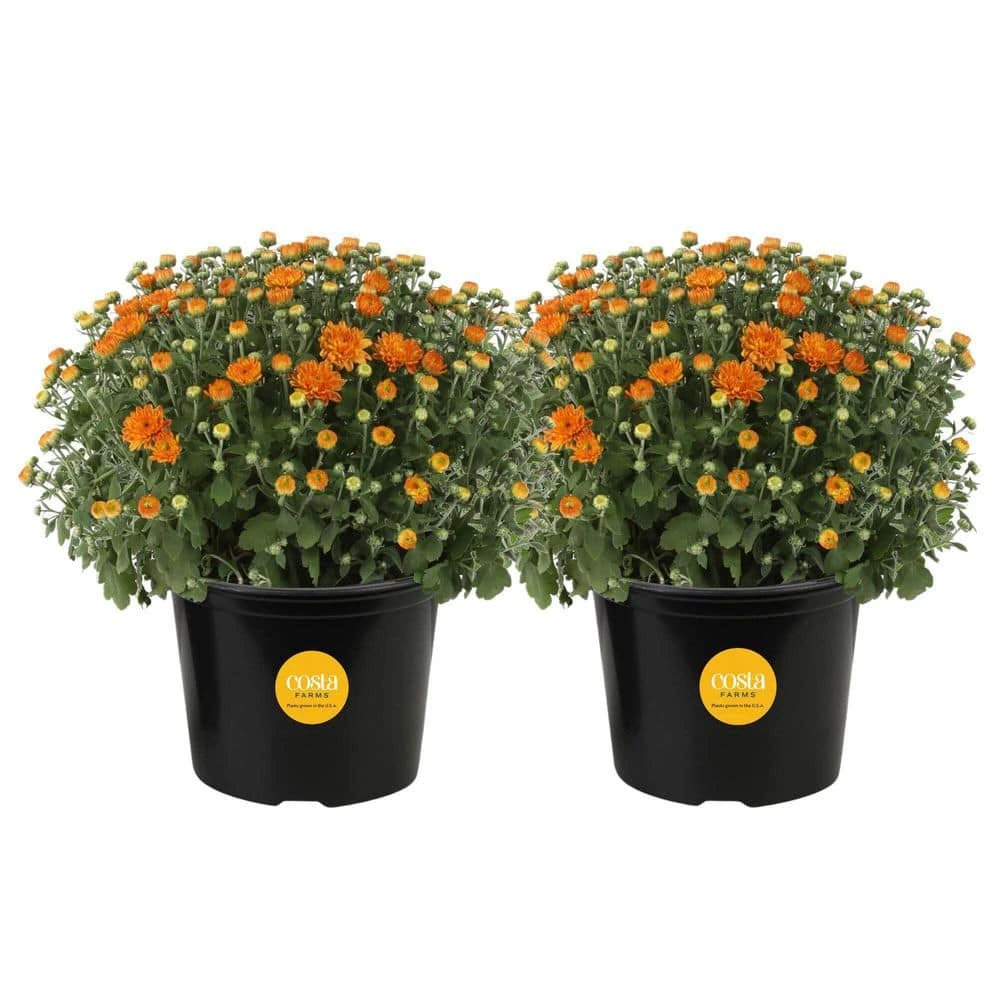 Orange Ready To Bloom Fall Chrysanthemum Outdoor Plant In 3 Qt. Grower Pot, Avg. Shipping Height 1-2 Ft. Tall (2-Pack) 3 Orange Ready To Bloom Fall Chrysanthemum Outdoor Plant In 3 Qt. Grower Pot, Avg. Shipping Height 1-2 Ft. Tall (2-Pack)