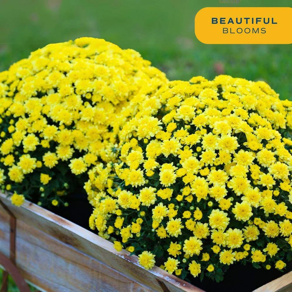 Yellow Ready To Bloom Fall Chrysanthemum Outdoor Plant In 3 Qt. Grower Pot, Avg. Shipping Height 1-2 Ft. Tall (2-Pack) 6 Yellow Ready To Bloom Fall Chrysanthemum Outdoor Plant In 3 Qt. Grower Pot, Avg. Shipping Height 1-2 Ft. Tall (2-Pack) - Image 4