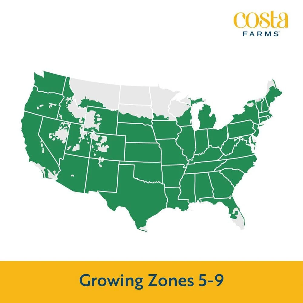 Yellow Ready To Bloom Fall Chrysanthemum Outdoor Plant In 3 Qt. Grower Pot, Avg. Shipping Height 1-2 Ft. Tall (2-Pack) 7 Yellow Ready To Bloom Fall Chrysanthemum Outdoor Plant In 3 Qt. Grower Pot, Avg. Shipping Height 1-2 Ft. Tall (2-Pack) - Image 5