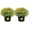 Yellow Ready To Bloom Fall Chrysanthemum Outdoor Plant In 3 Qt. Grower Pot, Avg. Shipping Height 1-2 Ft. Tall (2-Pack) -Home plant costa farms perennials m fm6 g pot 02 64 1000