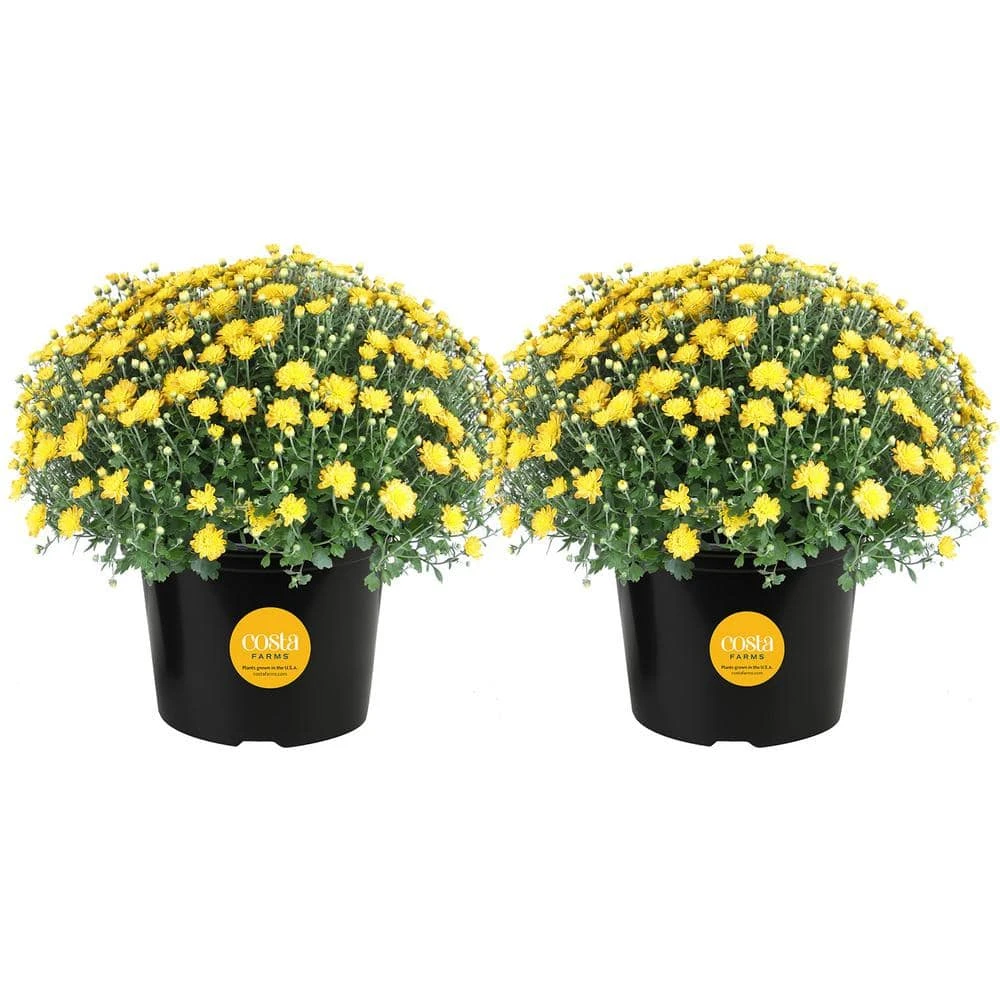 Yellow Ready To Bloom Fall Chrysanthemum Outdoor Plant In 3 Qt. Grower Pot, Avg. Shipping Height 1-2 Ft. Tall (2-Pack) 3 Yellow Ready To Bloom Fall Chrysanthemum Outdoor Plant In 3 Qt. Grower Pot, Avg. Shipping Height 1-2 Ft. Tall (2-Pack)
