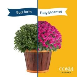 Purple Ready To Bloom Fall Chrysanthemum Outdoor Plant In 3 Qt. Grower Pot, Avg. Shipping Height 1-2 Ft. Tall (2-Pack) 15 Purple Ready To Bloom Fall Chrysanthemum Outdoor Plant In 3 Qt. Grower Pot, Avg. Shipping Height 1-2 Ft. Tall (2-Pack) -Home plant costa farms perennials m fmp g pot 02 1f 1000