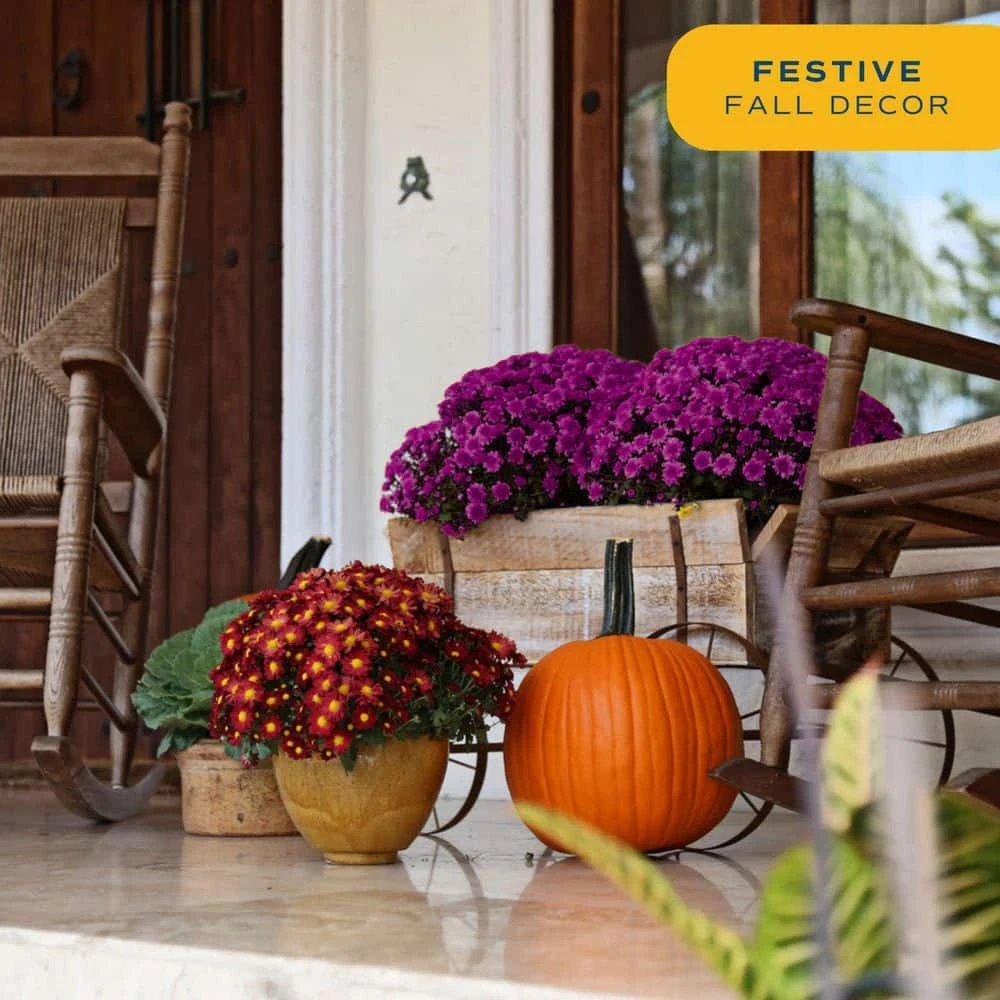 Purple Ready To Bloom Fall Chrysanthemum Outdoor Plant In 3 Qt. Grower Pot, Avg. Shipping Height 1-2 Ft. Tall (2-Pack) 8 Purple Ready To Bloom Fall Chrysanthemum Outdoor Plant In 3 Qt. Grower Pot, Avg. Shipping Height 1-2 Ft. Tall (2-Pack) - Image 6