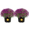 Purple Ready To Bloom Fall Chrysanthemum Outdoor Plant In 3 Qt. Grower Pot, Avg. Shipping Height 1-2 Ft. Tall (2-Pack) 2 Purple Ready To Bloom Fall Chrysanthemum Outdoor Plant In 3 Qt. Grower Pot, Avg. Shipping Height 1-2 Ft. Tall (2-Pack) -Home plant costa farms perennials m fmp g pot 02 64 1000
