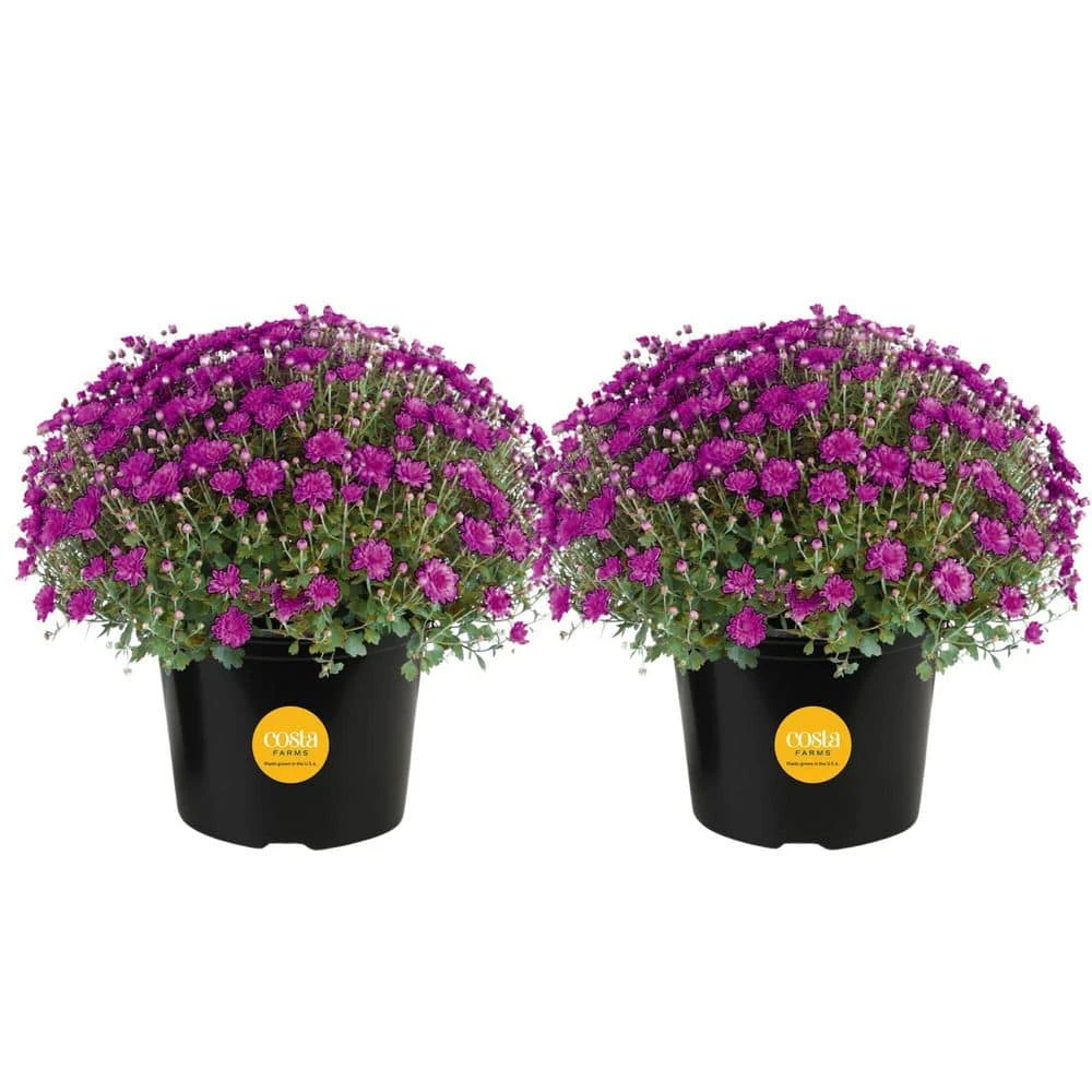 Purple Ready To Bloom Fall Chrysanthemum Outdoor Plant In 3 Qt. Grower Pot, Avg. Shipping Height 1-2 Ft. Tall (2-Pack) 3 Purple Ready To Bloom Fall Chrysanthemum Outdoor Plant In 3 Qt. Grower Pot, Avg. Shipping Height 1-2 Ft. Tall (2-Pack)