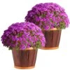 Purple Ready To Bloom Fall Chrysanthemum Outdoor Plant In 3 Qt. Decor Pot, Avg. Shipping Height 1-2 Ft. Tall (2-Pack) 2 Purple Ready To Bloom Fall Chrysanthemum Outdoor Plant In 3 Qt. Decor Pot, Avg. Shipping Height 1-2 Ft. Tall (2-Pack) -Home plant costa farms perennials m fmp s bhb 02 64 1000