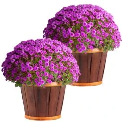 Purple Ready To Bloom Fall Chrysanthemum Outdoor Plant In 3 Qt. Decor Pot, Avg. Shipping Height 1-2 Ft. Tall (2-Pack)