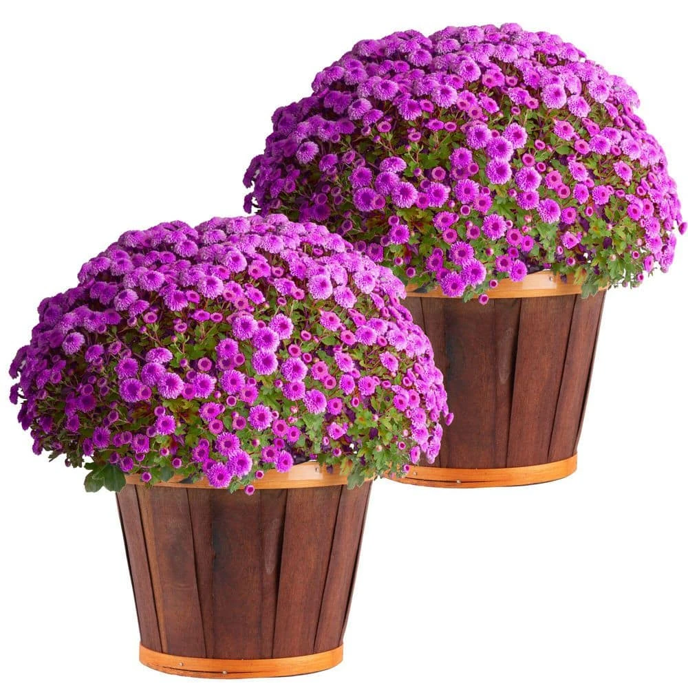 Purple Ready To Bloom Fall Chrysanthemum Outdoor Plant In 3 Qt. Decor Pot, Avg. Shipping Height 1-2 Ft. Tall (2-Pack) 3 Purple Ready To Bloom Fall Chrysanthemum Outdoor Plant In 3 Qt. Decor Pot, Avg. Shipping Height 1-2 Ft. Tall (2-Pack)