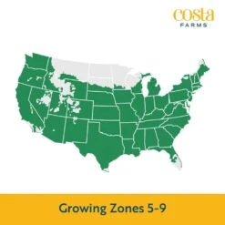 Red Ready To Bloom Fall Chrysanthemum Outdoor Plant In 3 Qt. Grower Pot, Avg. Shipping Height 1-2 Ft. Tall (2-Pack) 18 Red Ready To Bloom Fall Chrysanthemum Outdoor Plant In 3 Qt. Grower Pot, Avg. Shipping Height 1-2 Ft. Tall (2-Pack) -Home plant costa farms perennials m fmr g pot 02 31 1000