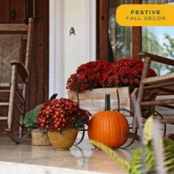 Red Ready To Bloom Fall Chrysanthemum Outdoor Plant In 3 Qt. Decor Pot, Avg. Shipping Height 1-2 Ft. Tall (2-Pack) 14 Red Ready To Bloom Fall Chrysanthemum Outdoor Plant In 3 Qt. Decor Pot, Avg. Shipping Height 1-2 Ft. Tall (2-Pack) -Home plant costa farms perennials m fmr s bhb 02 4f 1000