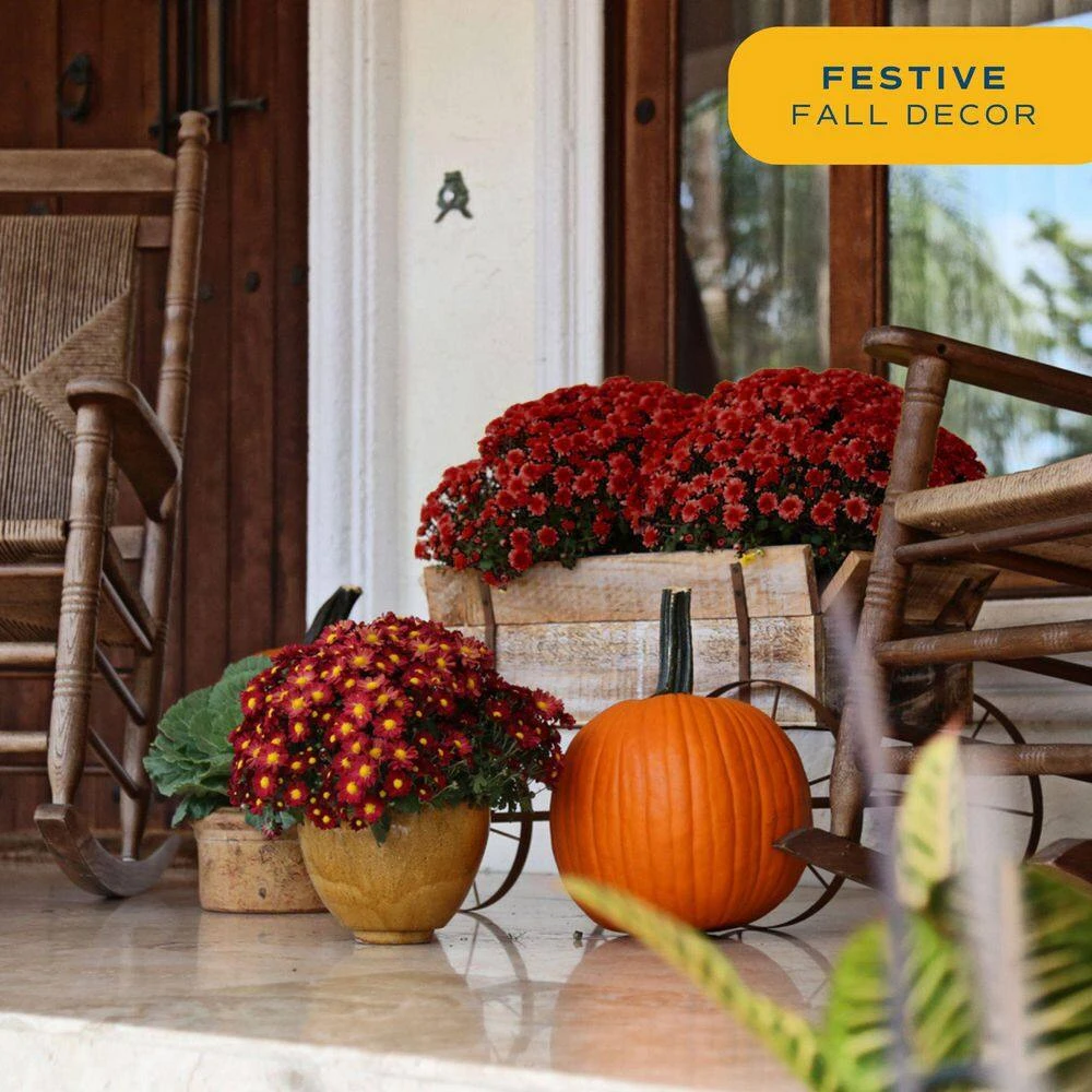 Red Ready To Bloom Fall Chrysanthemum Outdoor Plant In 3 Qt. Decor Pot, Avg. Shipping Height 1-2 Ft. Tall (2-Pack) 6 Red Ready To Bloom Fall Chrysanthemum Outdoor Plant In 3 Qt. Decor Pot, Avg. Shipping Height 1-2 Ft. Tall (2-Pack) - Image 4