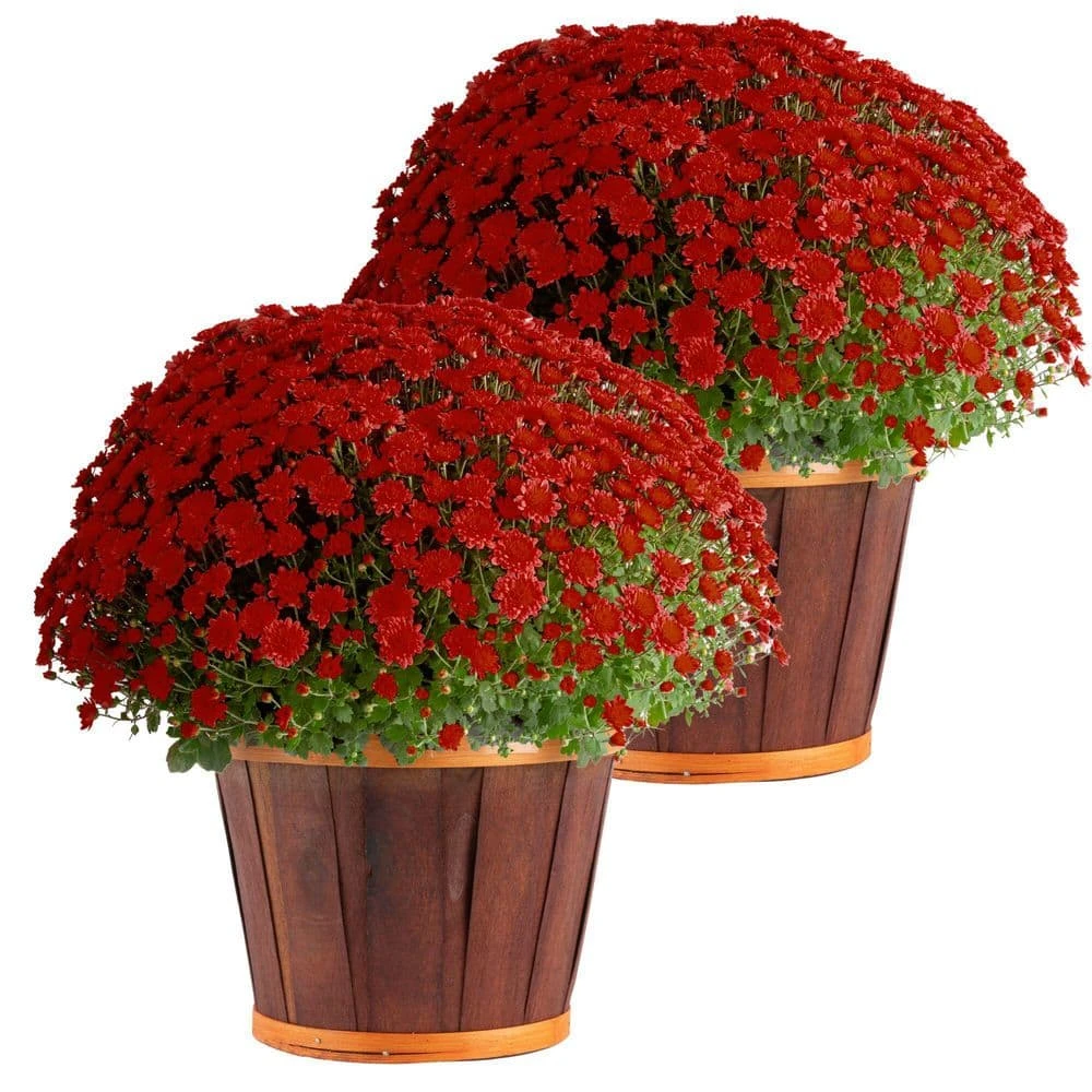 Red Ready To Bloom Fall Chrysanthemum Outdoor Plant In 3 Qt. Decor Pot, Avg. Shipping Height 1-2 Ft. Tall (2-Pack) 3 Red Ready To Bloom Fall Chrysanthemum Outdoor Plant In 3 Qt. Decor Pot, Avg. Shipping Height 1-2 Ft. Tall (2-Pack)