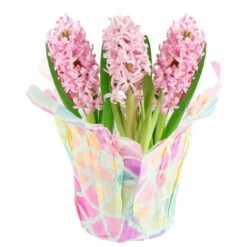6 In. Pink Hyacinth Plant In Easter Decor Mylar Wrap, Average Shipping Height 10 In. Tall