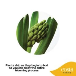 6 In. Purple Hyacinth Plant In Easter Decor Mylar Wrap, Average Shipping Height 10 In. Tall 11 6 In. Purple Hyacinth Plant In Easter Decor Mylar Wrap, Average Shipping Height 10 In. Tall -Home plant costa farms perennials m hy4 w emy 01 4f 1000