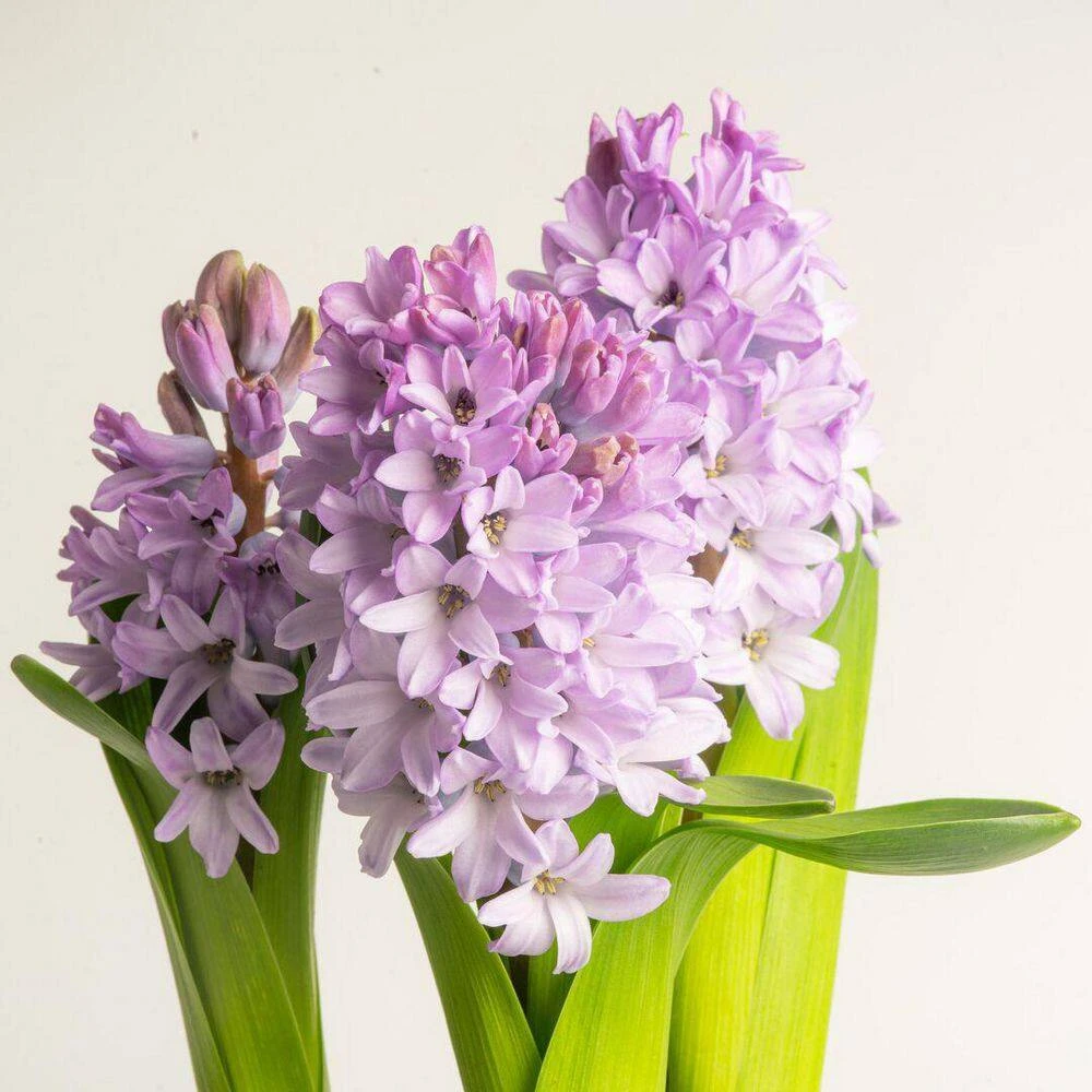 6 In. Purple Hyacinth Plant In Easter Decor Mylar Wrap, Average Shipping Height 10 In. Tall 4 6 In. Purple Hyacinth Plant In Easter Decor Mylar Wrap, Average Shipping Height 10 In. Tall - Image 2