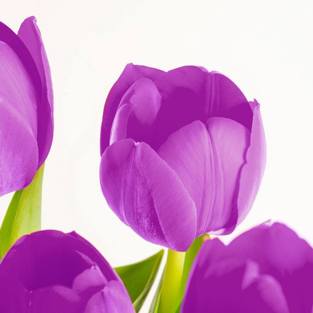 6 In. Purple Tulip Plant In Easter Decor Mylar Wrap, Average Shipping Height 10 In. Tall 4 6 In. Purple Tulip Plant In Easter Decor Mylar Wrap, Average Shipping Height 10 In. Tall - Image 2