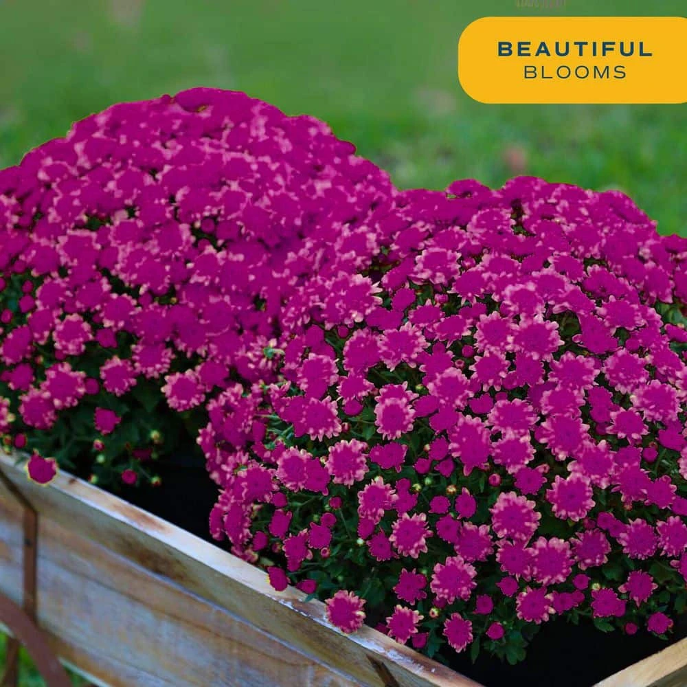 Purple Ready To Bloom Fall Chrysanthemum Outdoor Plant In 1 Qt. Grower Pot, Avg. Shipping Height 8 In. Tall (4-Pack) 9 Purple Ready To Bloom Fall Chrysanthemum Outdoor Plant In 1 Qt. Grower Pot, Avg. Shipping Height 8 In. Tall (4-Pack) - Image 7