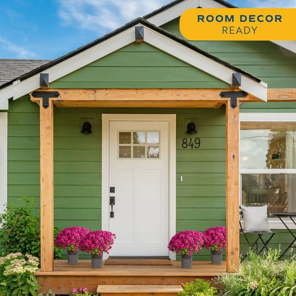 Purple Ready To Bloom Fall Chrysanthemum Outdoor Plant In 1 Qt. Grower Pot, Avg. Shipping Height 8 In. Tall (4-Pack) 7 Purple Ready To Bloom Fall Chrysanthemum Outdoor Plant In 1 Qt. Grower Pot, Avg. Shipping Height 8 In. Tall (4-Pack) - Image 5