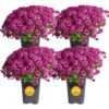 Purple Ready To Bloom Fall Chrysanthemum Outdoor Plant In 1 Qt. Grower Pot, Avg. Shipping Height 8 In. Tall (4-Pack)