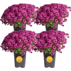 Purple Ready To Bloom Fall Chrysanthemum Outdoor Plant In 1 Qt. Grower Pot, Avg. Shipping Height 8 In. Tall (4-Pack)