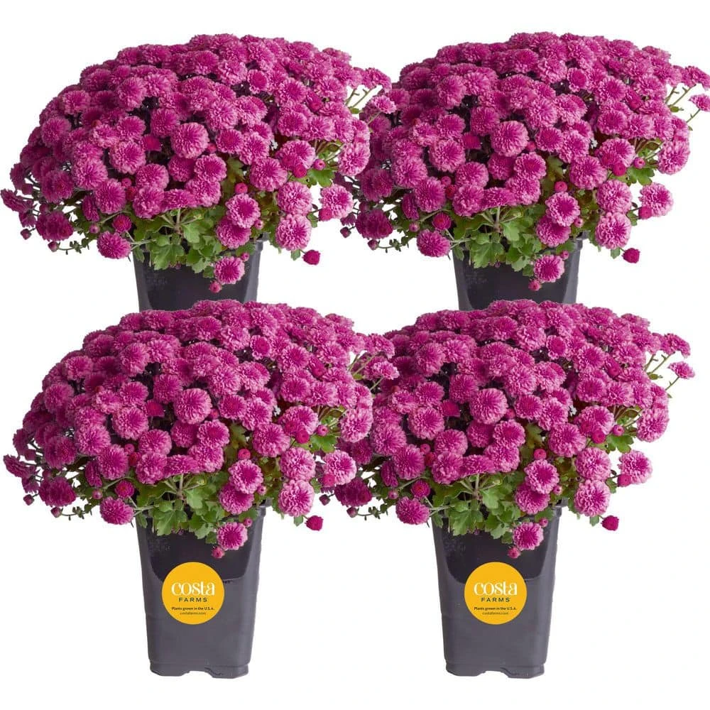 Purple Ready To Bloom Fall Chrysanthemum Outdoor Plant In 1 Qt. Grower Pot, Avg. Shipping Height 8 In. Tall (4-Pack) 3 Purple Ready To Bloom Fall Chrysanthemum Outdoor Plant In 1 Qt. Grower Pot, Avg. Shipping Height 8 In. Tall (4-Pack)