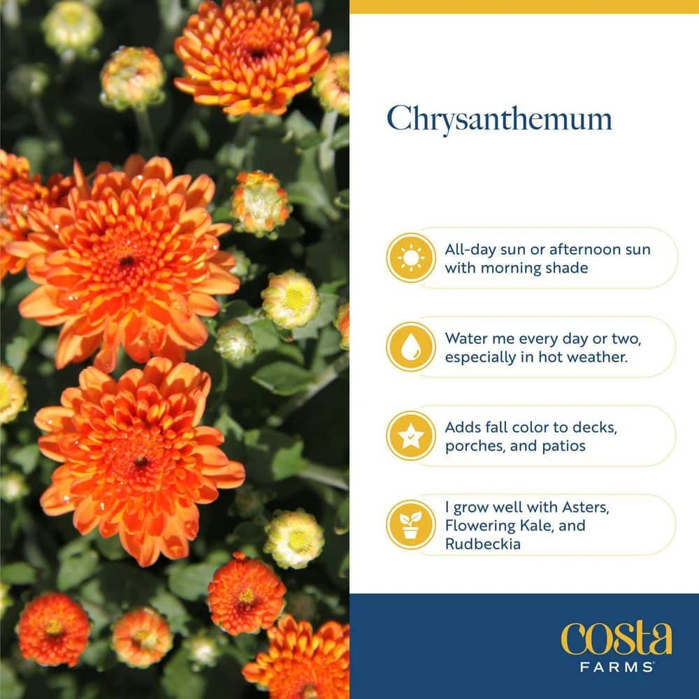 Purple Ready To Bloom Fall Chrysanthemum Outdoor Plant In 1 Qt. Grower Pot, Avg. Shipping Height 8 In. Tall (8-Pack) 4 Purple Ready To Bloom Fall Chrysanthemum Outdoor Plant In 1 Qt. Grower Pot, Avg. Shipping Height 8 In. Tall (8-Pack) - Image 2